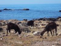 Kozy hodowlane na Krecie