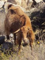 Koza hodowlana na Krecie 