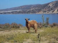 Koza hodowlana na Krecie