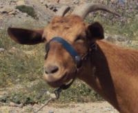 Koza hodowlana na Krecie