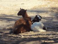 Kozy hodowlane na Krecie