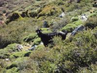 Koza hodowlana na Krecie 