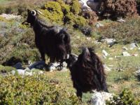 Kozy hodowlane na Krecie