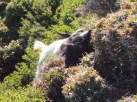 Koza hodowlana na Krecie 