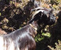 Koza hodowlana na Krecie 