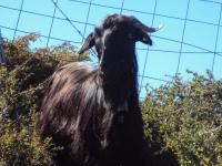 Koza hodowlana na Krecie 