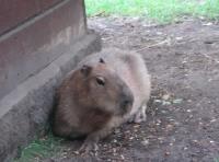 To na co czekałam, czyli Kapibara - największy gryzoń świata 