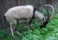 Koza kri kri, występująca tylko na Krecie http://turysta.swietokrzyski.eu/blog/gorzkakokoszka/Dzika-koza-kri-kri-mozna-ja-spotka