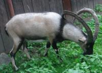 Koza Kri kri we Wrocławskim ZOO