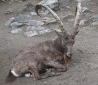 Koziorożec syberyjski