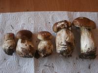 Rodzina prawdziwków, od prawej tata Borowik, mama Borowik i dzieci ;)