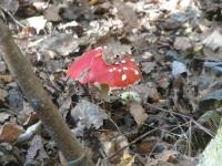 Muchomor czerwony