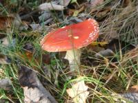 Muchomor czerwony