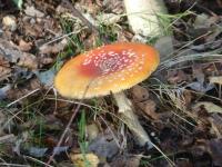 Muchomor czerwony