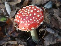 Muchomor czerwony