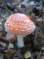 Muchomor czerwony