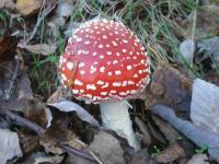 Muchomor czerwony