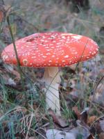 Muchomor czerwony