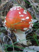 Muchomor czerwony
