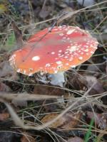 Muchomor czerwony