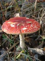 Muchomor czerwony
