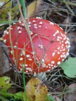 Muchomor czerwony