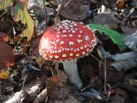 Muchomor czerwony