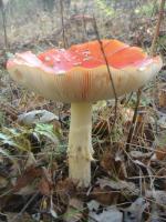 Muchomor czerwony