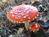 Muchomor czerwony