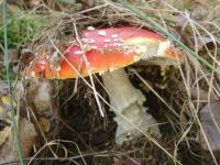 Muchomor czerwony