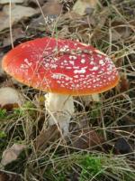 Muchomor czerwony
