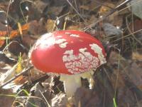 Muchomor czerwony