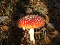 Muchomor czerwony