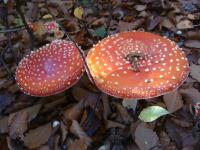 Muchomor czerwony