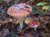 Muchomor czerwony