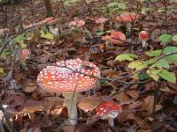 Muchomor czerwony
