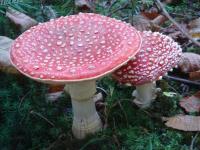 Muchomor czerwony