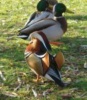 Kaczka Mandarynka i Krzyżówki