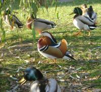 Kaczka Mandarynka i Krzyżówki 