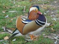 Kaczka Mandarynka 