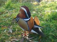 Kaczka Mandarynka 