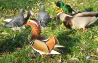 Kaczka Mandarynka i Krzyżówki 