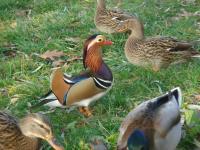 Kaczka Mandarynka i Krzyżówki 