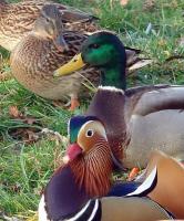 Kaczka Mandarynka i kaczki Krzyżówki 