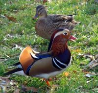 Kaczka Mandarynka i Krzyżówka 