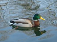 Kaczka Krzyżowka 