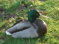 Kaczka Krzyżowka 