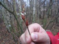 Oznaki wiosny zimą, bazie :)