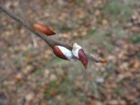 Oznaki wiosny zimą, bazie :)