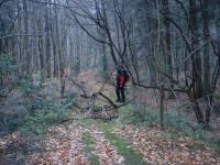 Biały Gościniec w Puszczy Jodłowej 